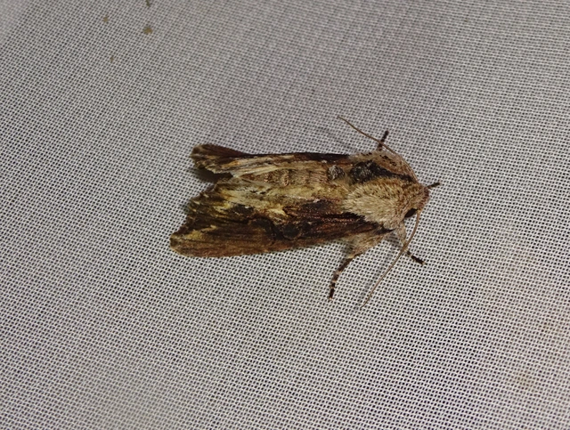 Egira conspicillaris - változékony szürkebagoly