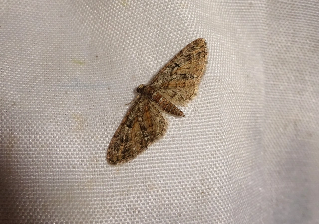 Eupithecia abbreviata - korai törpearaszoló