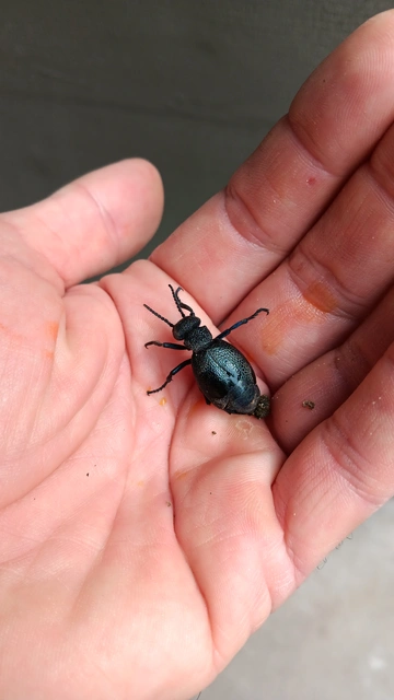 Meloe cicatricosus - óriásnünüke