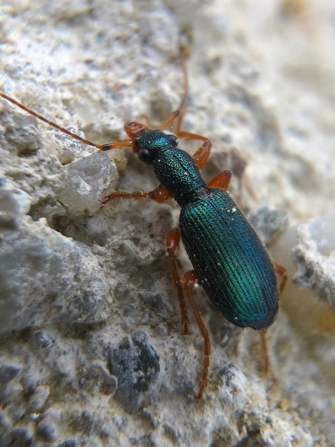 Drypta dentata - atlaszfutó