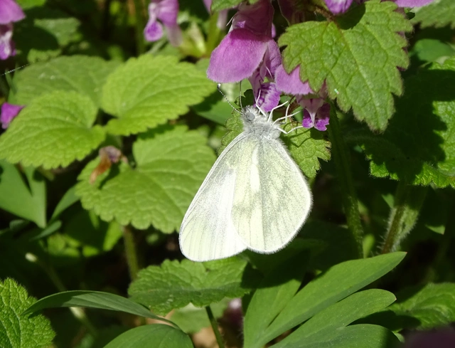 Leptidea sinapis - mustárlepke