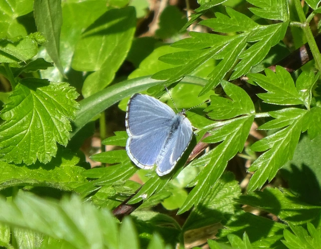 Celastrina argiolus - bengeboglárka