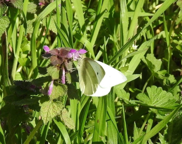 Pieris rapae - répalepke
