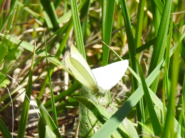 Pieris rapae - répalepke