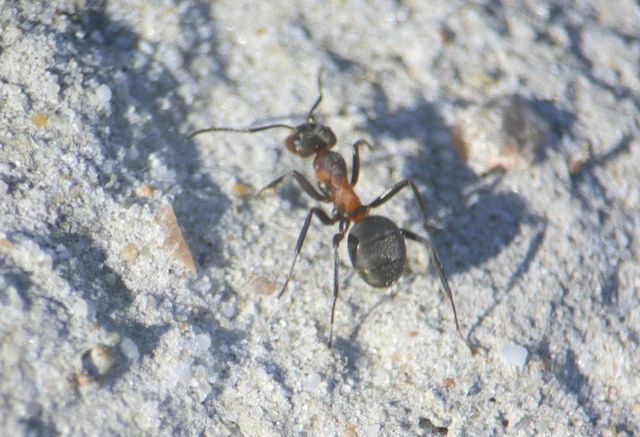 Formica pratensis - réti vöröshangya