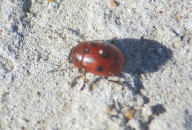 Gonioctena fornicata - közönséges lucernabogár