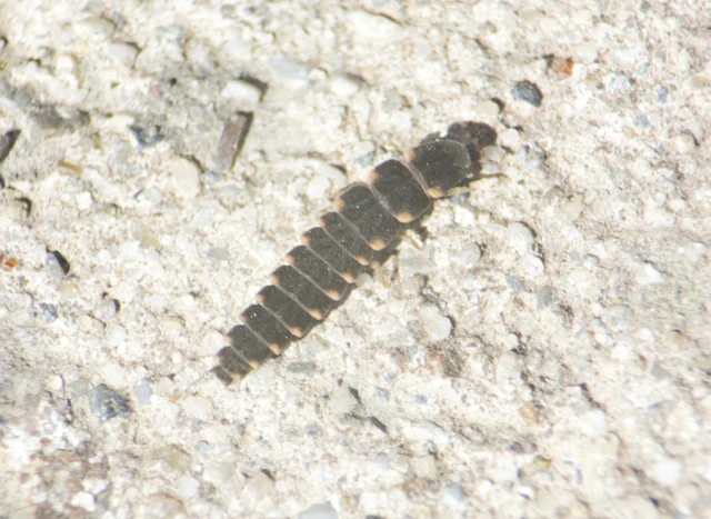 Lampyris noctiluca - nagy szentjánosbogár