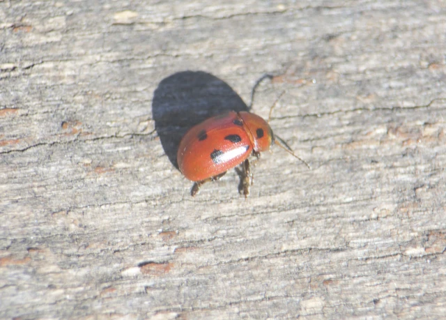 Gonioctena fornicata - közönséges lucernabogár