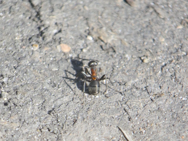 Formica pratensis - réti vöröshangya