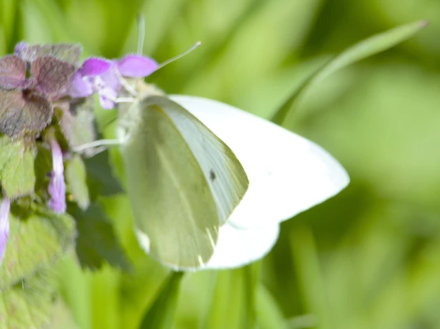 Pieris rapae - répalepke