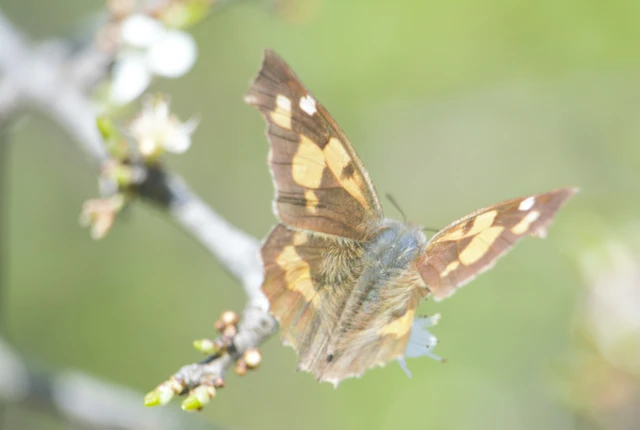 Libythea celtis - csőröslepke