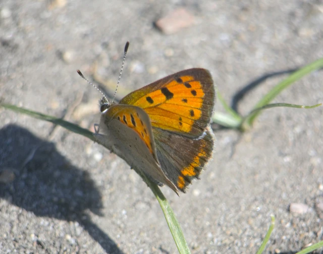 Lycaena phlaeas - közönséges tűzlepke