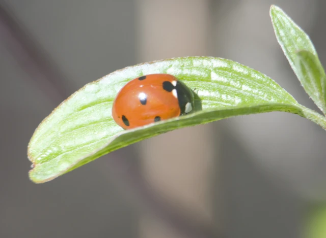 Coccinella septempunctata - hétpettyes katica