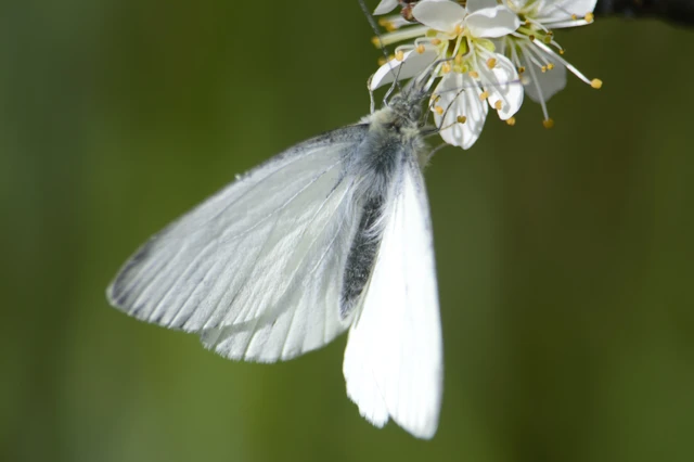 Pieris napi - repcelepke