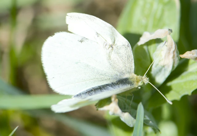 Pieris rapae - répalepke