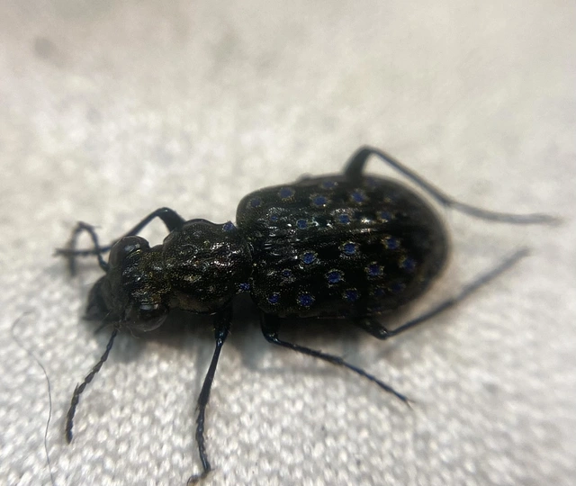Elaphrus uliginosus - mocsári iszapfutó