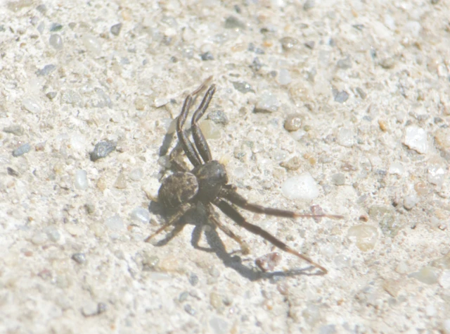 Xysticus