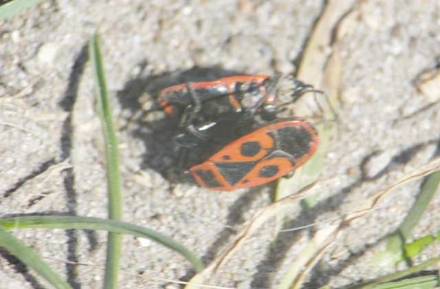 Pyrrhocoris apterus - verőköltő poloska
