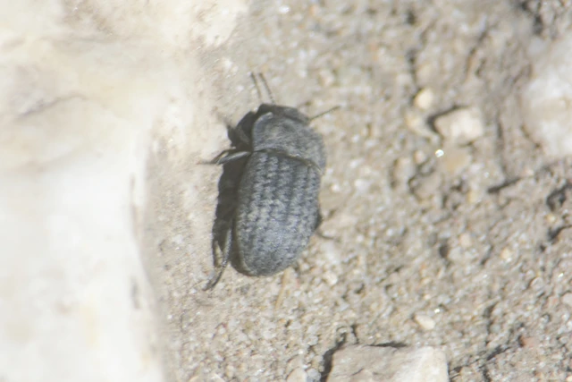 Opatrum sabulosum - sároshátú gyászbogár