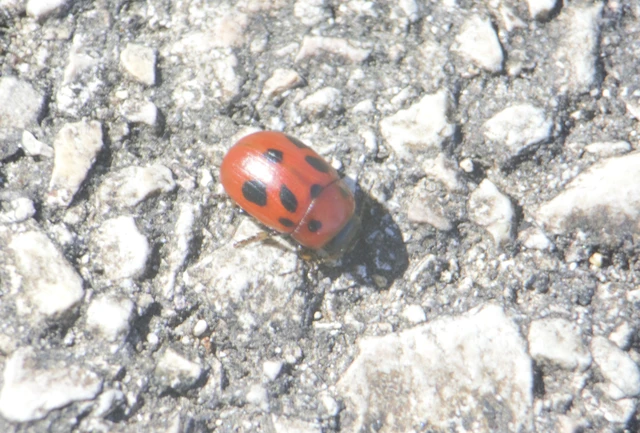Gonioctena fornicata - közönséges lucernabogár