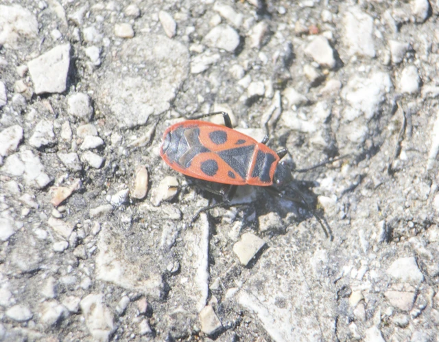 Pyrrhocoris apterus - verőköltő poloska