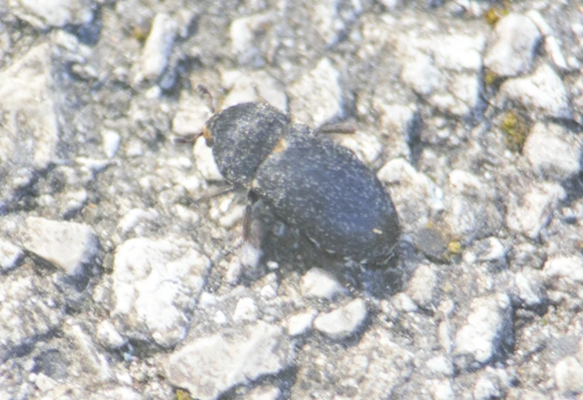 Dermestes laniarius - gyászos porva Dermestes laniarius - gyászos porva