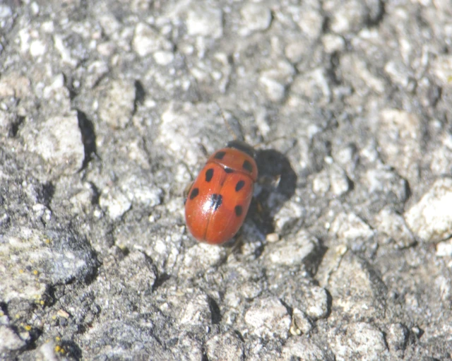Gonioctena fornicata - közönséges lucernabogár