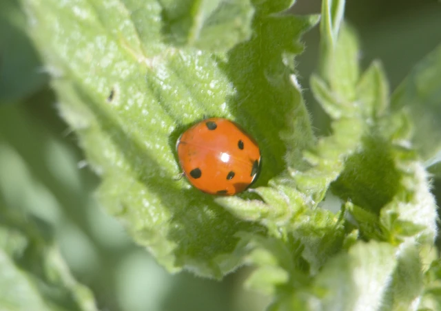 Coccinella septempunctata - hétpettyes katica