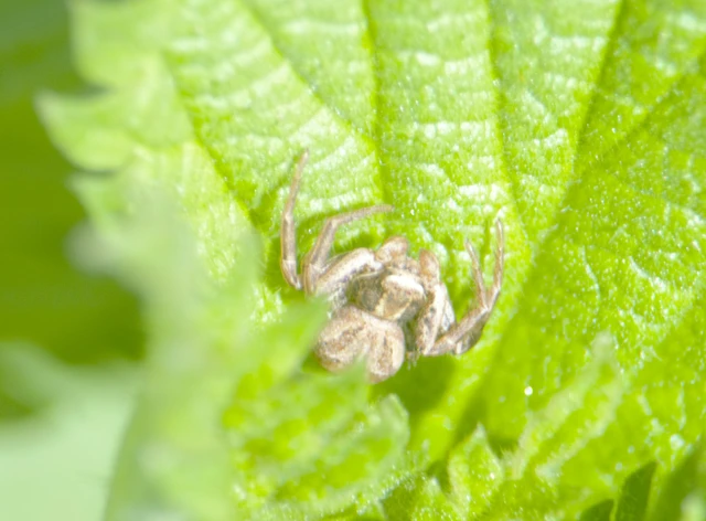 Thomisidae - karolópókok