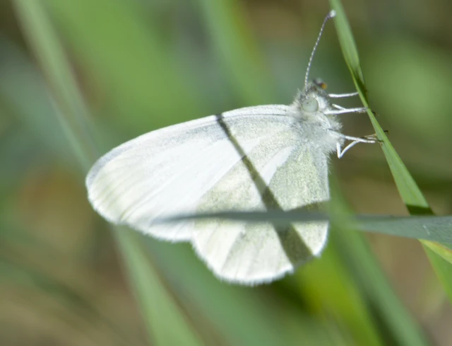 Leptidea sinapis - mustárlepke