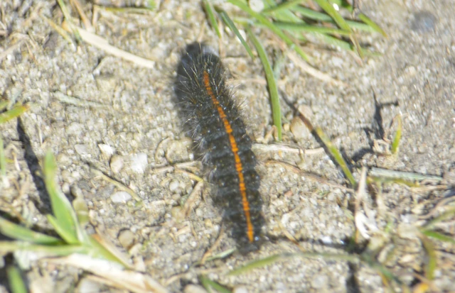 Spiris striata - csíkos molyszövő