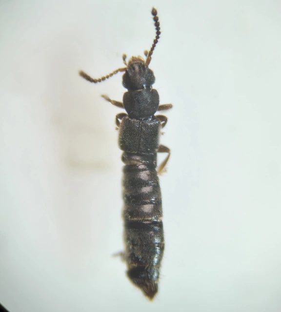 Carpelimus elongatulus - erdei iszapholyva Carpelimus elongatulus - erdei iszapholyva