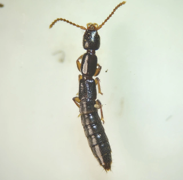 Lathrobium longulum - apró mocsárholyva
