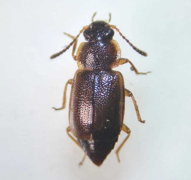 Anthobium atrocephalum - feketésfejű felemásholyva