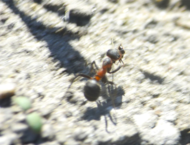 Formica pratensis - réti vöröshangya