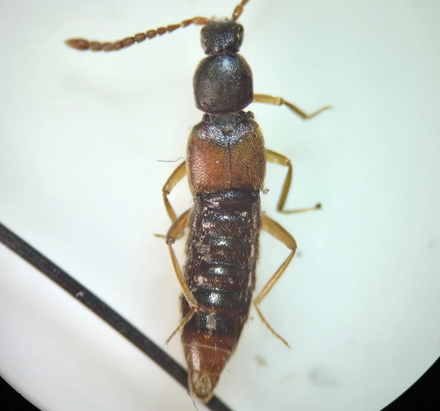Ilyobates nigricollis - termetes vastagcsápúholyva