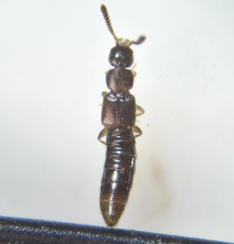Amarochara umbrosa - fekete vastagcsápúholyva