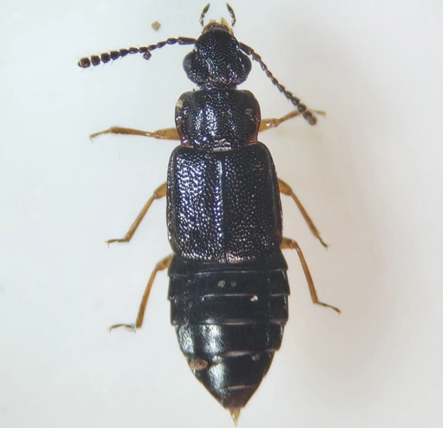 Omalium caesum - kis barázdásholyva Omalium caesum - kis barázdásholyva