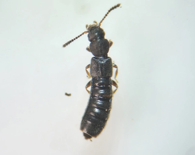 Carpelimus elongatulus - erdei iszapholyva Carpelimus elongatulus - erdei iszapholyva