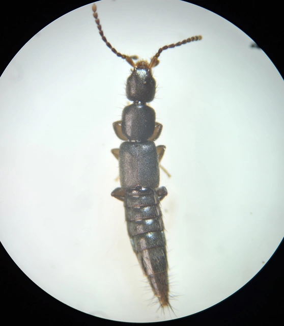 Pseudomedon obscurellus - selymes rétiholyva