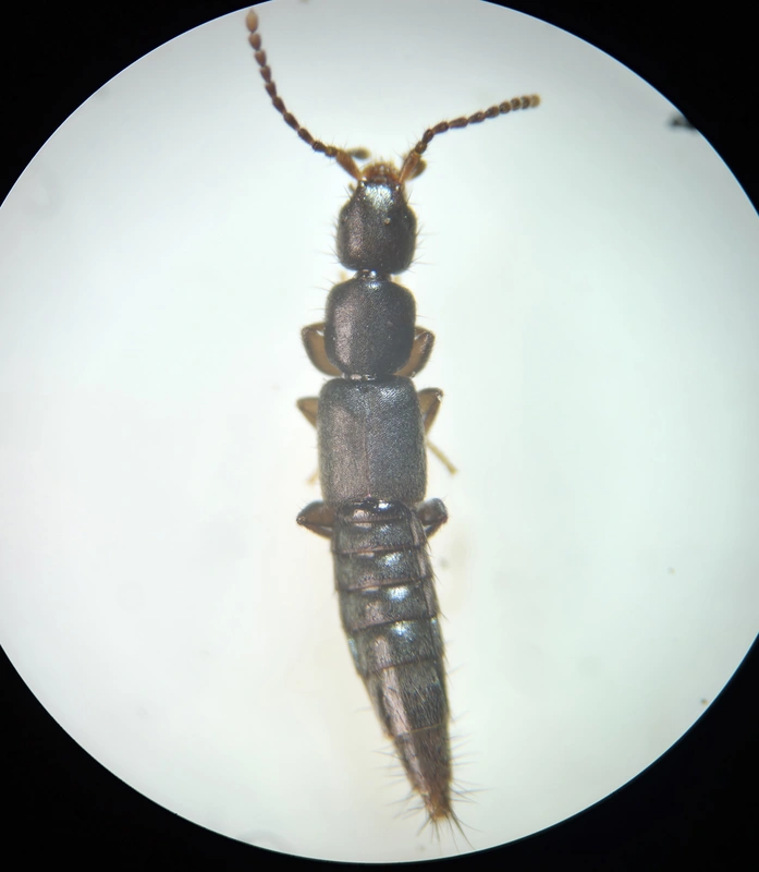 Pseudomedon obscurellus - selymes rétiholyva