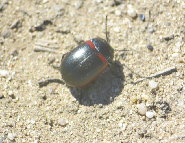 Chrysolina limbata - keretes levélbogár