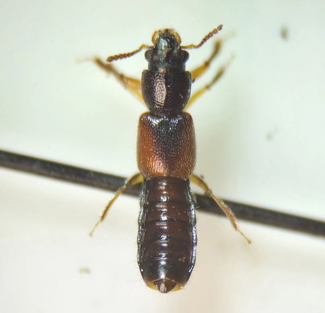 Bledius gallicus - kis ásóholyva Bledius gallicus - kis ásóholyva