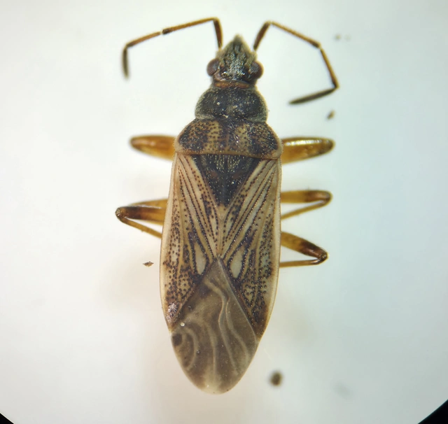 Pachybrachius fracticollis - nyakas bodobács