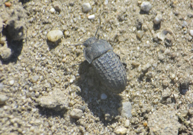 Opatrum sabulosum - sároshátú gyászbogár
