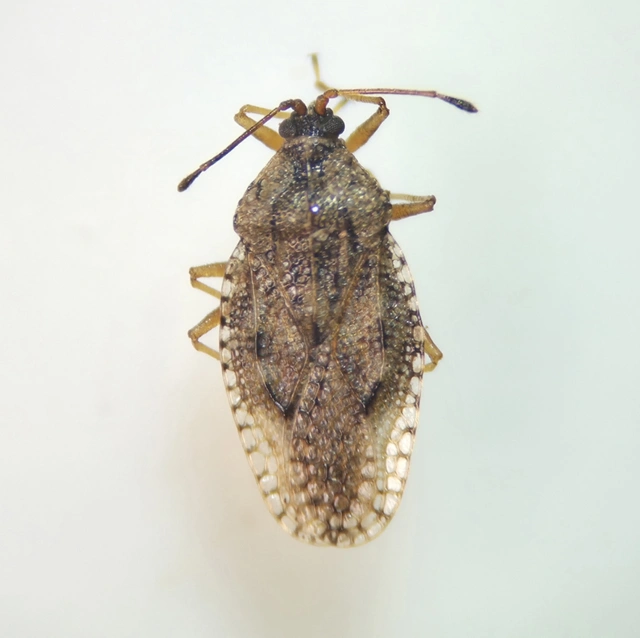 Dictyla