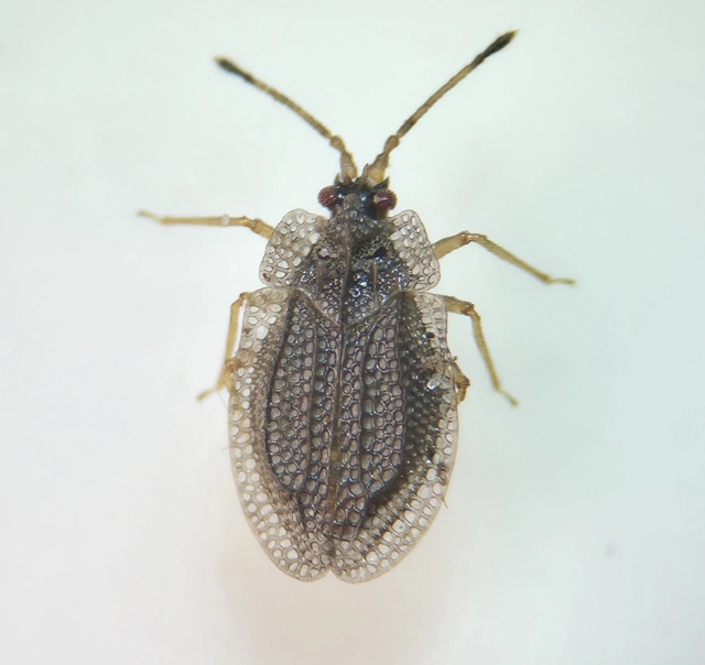 Acalypta