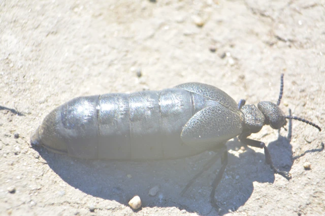 Meloe cicatricosus - óriásnünüke