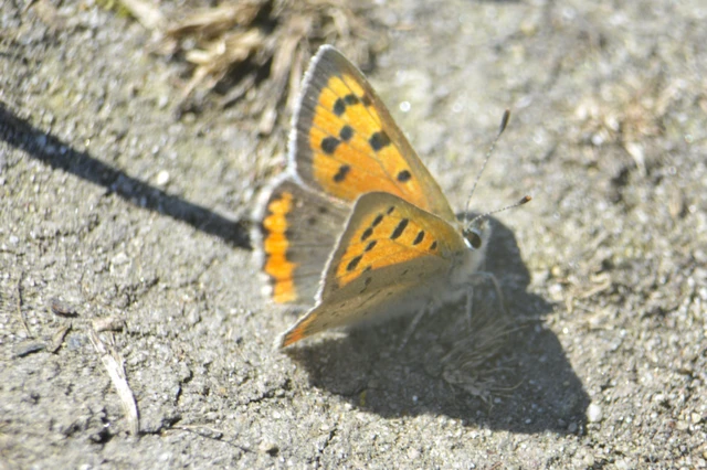Lycaena phlaeas - közönséges tűzlepke