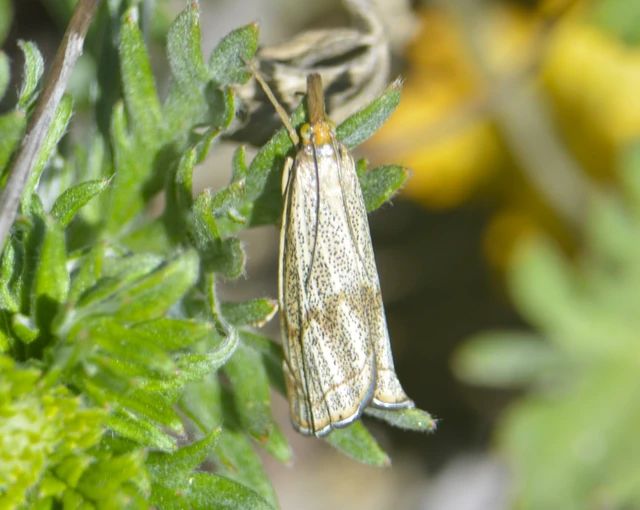 Thisanotia chrysonuchella - tavaszi fűgyökérmoly
